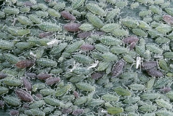 Greenfly Aphids SPH 1257 On reed leaf UK © Steve Hopkin  /  ARDEA LONDON