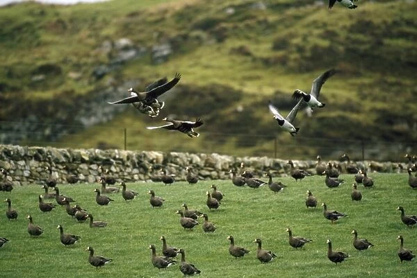 Greenland White-fronted Geese Isle of Islay