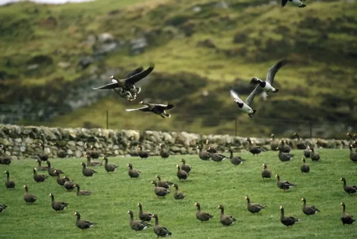 Framed Print : Greenland White-fronted Geese Isle of Islay Framed Print : Greenland White-fronted Geese Isle of Islay
