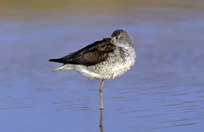 Framed Print : Greenshank Framed Print : Greenshank