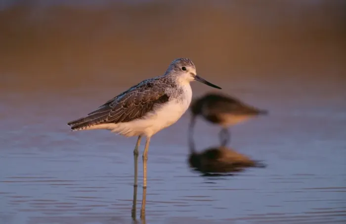 Framed Print : Greenshank CK 1274 Tringa nebularia © Chris Knights / ARDEA LONDON Framed Print : Greenshank CK 1274 Tringa nebularia © Chris Knights / ARDEA LONDON
