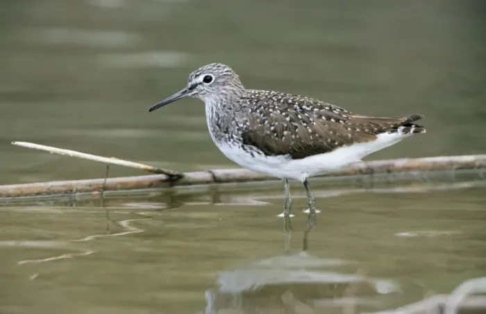 Framed Print : Greenshank - in winter plumage Framed Print : Greenshank - in winter plumage