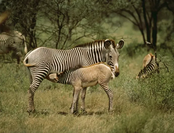 Framed Print : Grevy's Zebra ED 274 Samburu, Kenya Africa. Equus grevyi © Eric Dragesco / ARDEA LONDON Framed Print : Grevy's Zebra ED 274 Samburu, Kenya Africa. Equus grevyi © Eric Dragesco / ARDEA LONDON
