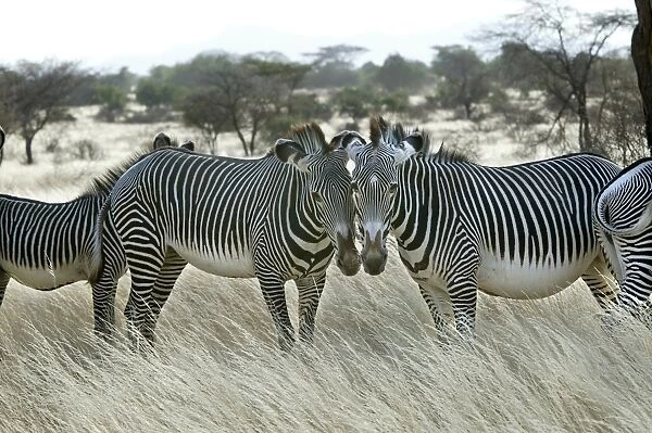 Grevy's Zebra - group. Samburu National Park - Kenya - Africa