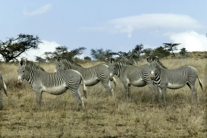 Framed Print : Grevy's Zebra - group. Samburu National Park - Kenya - Africa Framed Print : Grevy's Zebra - group. Samburu National Park - Kenya - Africa