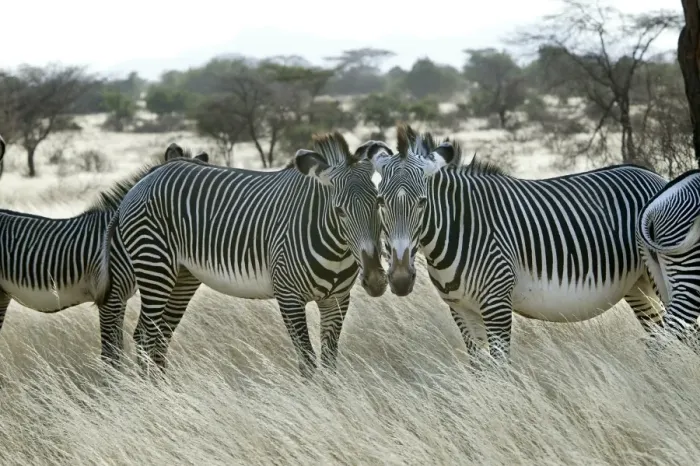 Framed Print : Grevy's Zebra - group. Samburu National Park - Kenya - Africa