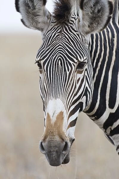 Grevy's Zebra Lewa Wildlife Conservancy, Kenya
