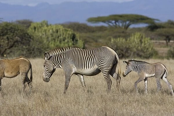 Grevy's Zebra - mother and young foal - Lewa Wildlife Conservancy - Northern Kenya