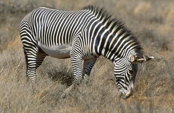 Grevy's Zebra Samburu National Park, Kenya, Africa