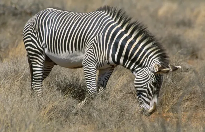 Framed Print : Grevy's Zebra Samburu National Park, Kenya, Africa Framed Print : Grevy's Zebra Samburu National Park, Kenya, Africa