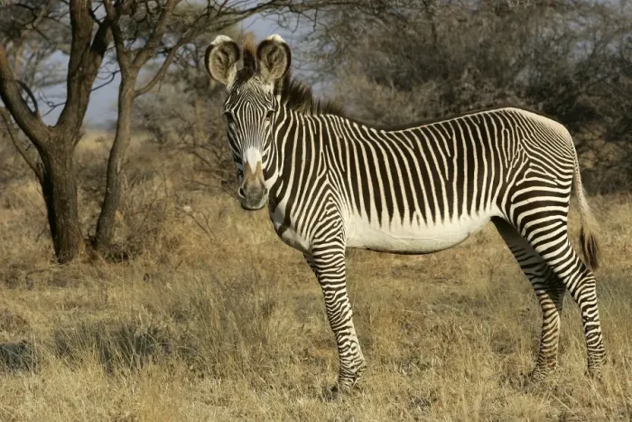 Framed Print : Grevy's Zebra. Samburu National Park - Kenya - Africa Framed Print : Grevy's Zebra. Samburu National Park - Kenya - Africa