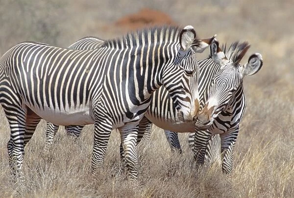 Grevy's Zebra - small group with pair nuzzling - Samburu National Reserve - Kenya JFL15454