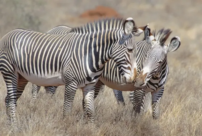 Framed Print : Grevy's Zebra - small group with pair nuzzling - Samburu National Reserve - Kenya JFL15454 Framed Print : Grevy's Zebra - small group with pair nuzzling - Samburu National Reserve - Kenya JFL15454