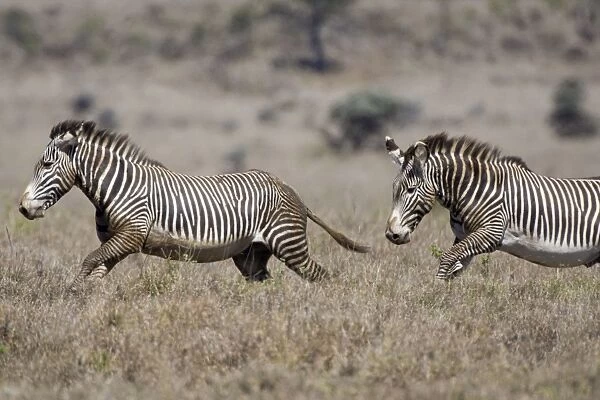 Grevy's Zebra - stallions chasing each other - Lewa Wildlife Conservancy - Northern Kenya