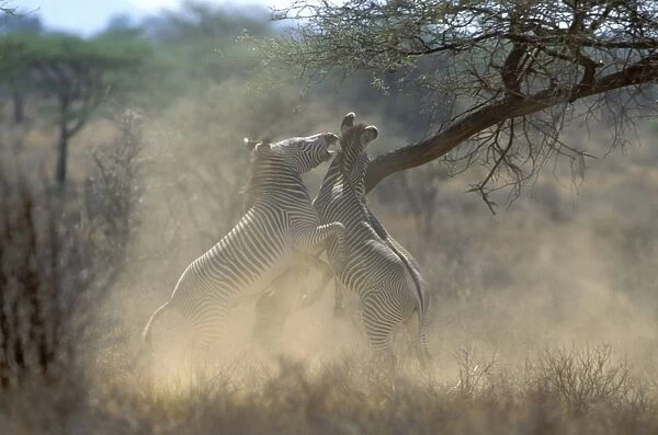 Grevy's Zebra - stallions fighting - Samburu National Reserve - Kenya JFL15449