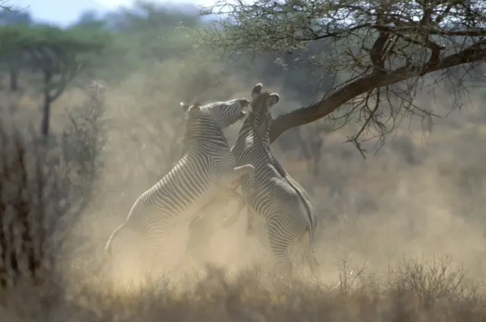 Framed Print : Grevy's Zebra - stallions fighting - Samburu National Reserve - Kenya JFL15449 Framed Print : Grevy's Zebra - stallions fighting - Samburu National Reserve - Kenya JFL15449