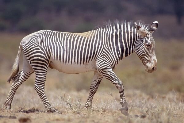 Grevy's Zebra - walking - Samburu National Reserve - Kenya JFL02408