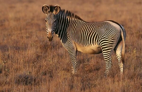 Grevy's Zebra WAT 1681 Kenya, Africa. Equus grevyi © M. Watson  /  ARDEA LONDON