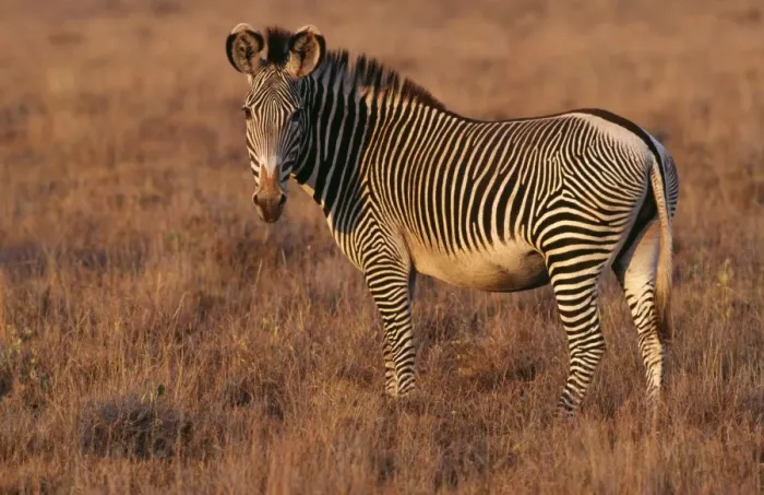 Framed Print : Grevy's Zebra WAT 1681 Kenya, Africa. Equus grevyi © M. Watson / ARDEA LONDON Framed Print : Grevy's Zebra WAT 1681 Kenya, Africa. Equus grevyi © M. Watson / ARDEA LONDON