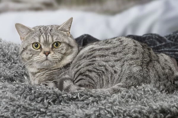 Grey American Shorthair cat indoors