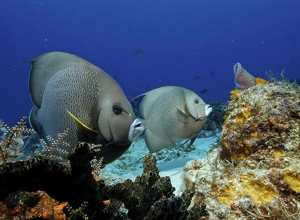 Grey Angelfish - Island of COZUMEL Yucatan Mexico
