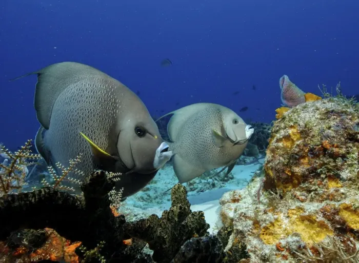 Framed Print : Grey Angelfish - Island of COZUMEL Yucatan Mexico Framed Print : Grey Angelfish - Island of COZUMEL Yucatan Mexico
