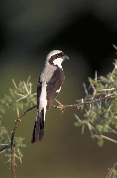 Grey-Backed Fiscal Shrike. Perched in acacia bush. Lake Baringo, Kenya. Africa