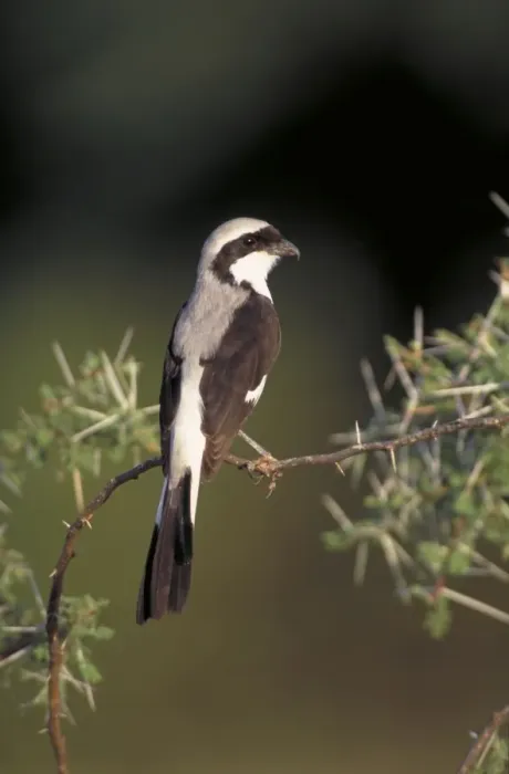Framed Print : Grey-Backed Fiscal Shrike. Perched in acacia bush. Lake Baringo, Kenya. Africa