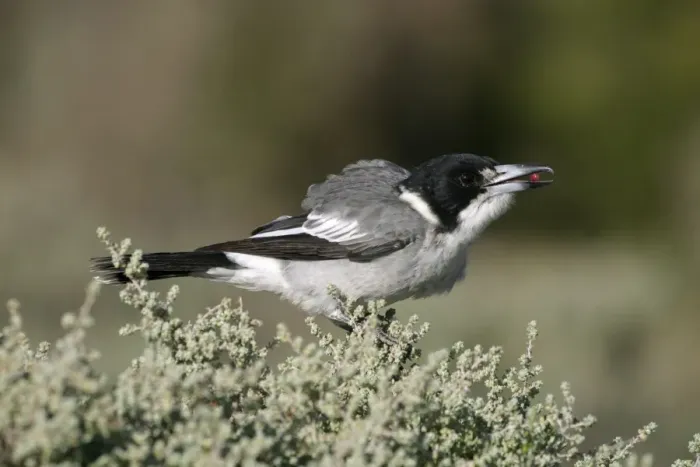 Framed Print : Grey Butcherbird Arid Lands Botanic Gardens, Port Augusta, S. A. Australia Framed Print : Grey Butcherbird Arid Lands Botanic Gardens, Port Augusta, S. A. Australia