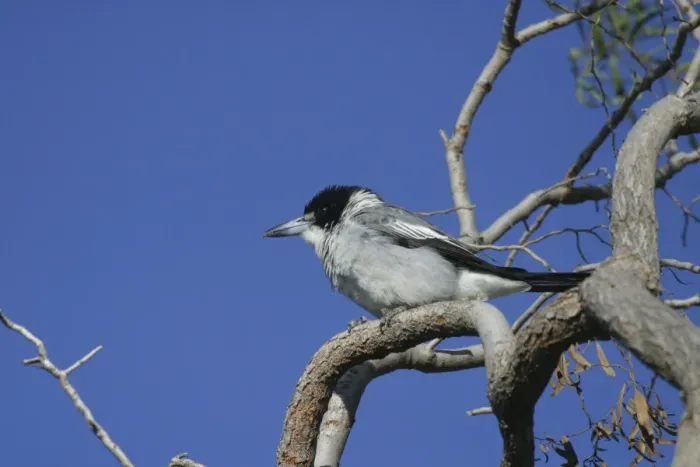 Framed Print : Grey Butcherbird Arid Lands Botanic Gardens, Port Augusta, S. A. Australia Framed Print : Grey Butcherbird Arid Lands Botanic Gardens, Port Augusta, S. A. Australia
