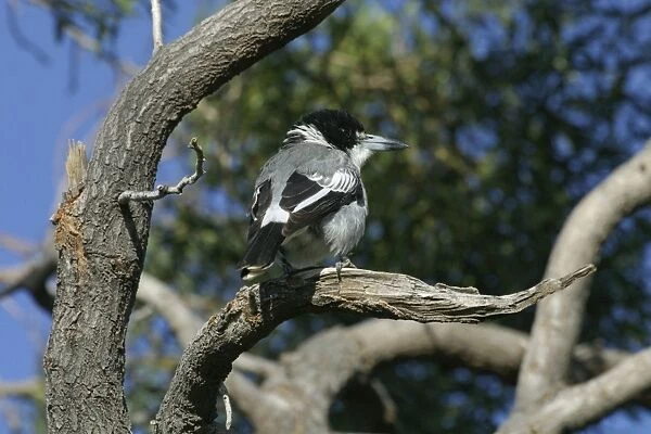 Grey Butcherbird Arid Lands Botanic Gardens, Port Augusta, S. A. Australia