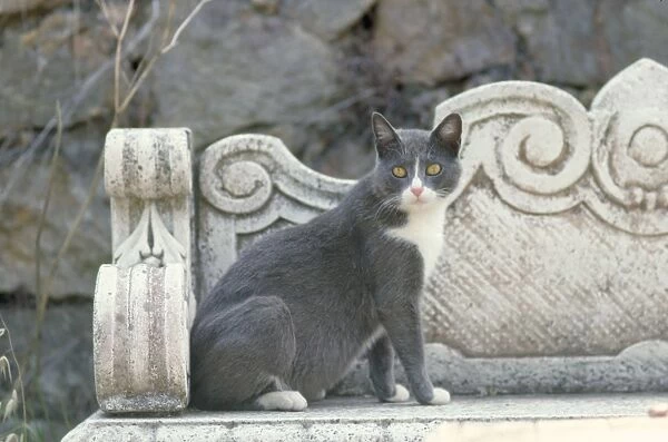 Grey Cat - in Italy