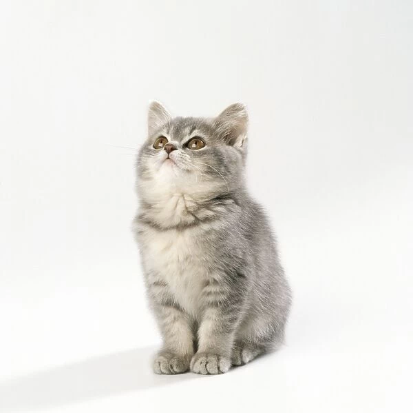 Grey Cat - kitten, 11 weeks old