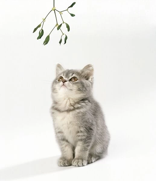 Grey Cat - kitten, 11 weeks old. Under Mistletoe looking up