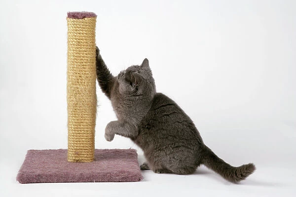 Grey Cat - using scratching post