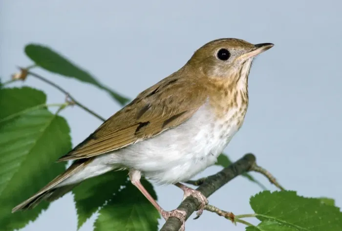 Framed Print : Grey-cheeked Thrush Framed Print : Grey-cheeked Thrush