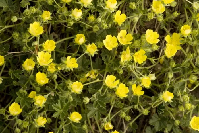 Framed Print : Grey cinquefoil (Potentilla cinerea) N. Europe Framed Print : Grey cinquefoil (Potentilla cinerea) N. Europe
