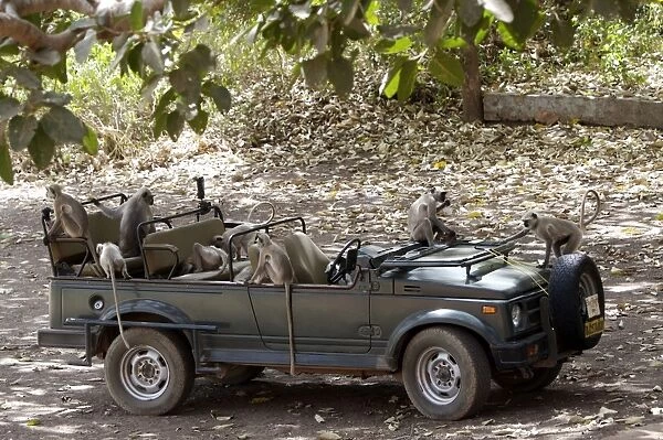 Grey  /  Common Langur - Checking out a Maruti Gypsy jeep parked at Jogi Mahal in Ranthambhore Tiger Reserve - looking for picnic remains