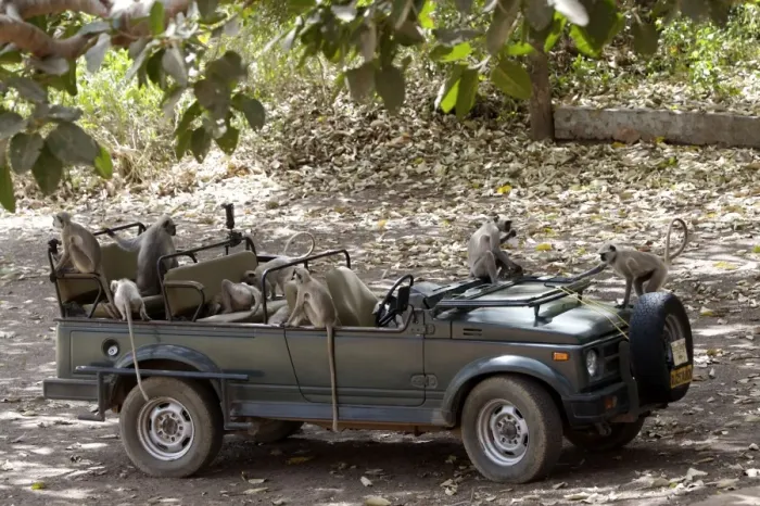 Framed Print : Grey / Common Langur - Checking out a Maruti Gypsy jeep parked at Jogi Mahal in Ranthambhore Tiger Reserve - looking for picnic remains Framed Print : Grey / Common Langur - Checking out a Maruti Gypsy jeep parked at Jogi Mahal in Ranthambhore Tiger Reserve - looking for picnic remains