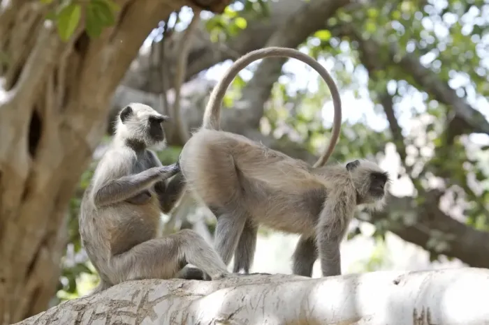 Framed Print : Grey / Common langur - Grooming - Ranthambhore Framed Print : Grey / Common langur - Grooming - Ranthambhore