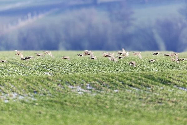 Grey  /  Common Partridge - covey flying over winter corn - Lower Saxony - Germany