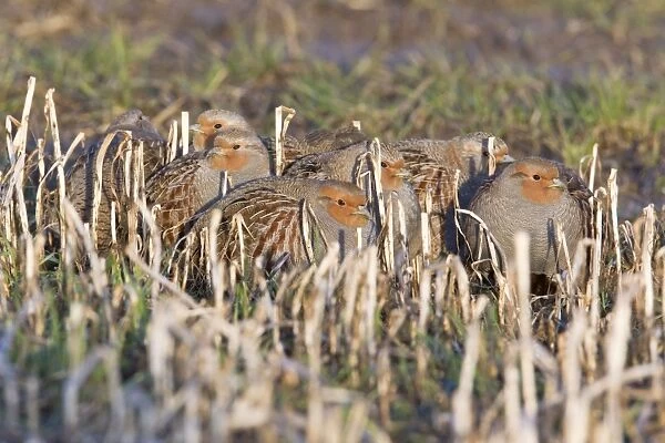 Grey  /  Common Partridge - covey resting on corn stubble in winter - Lower Saxony - Germany