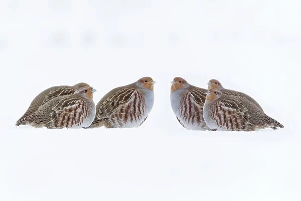 Grey  /  Common Partridge - covey resting on snow covered arable land - Lower Saxony - Germany
