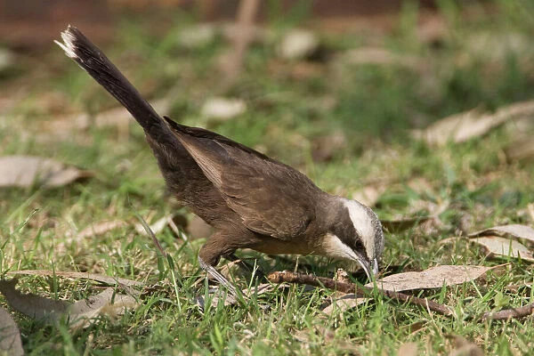Grey-crowned Babbler - Foraging on a lawn at Mt Barnett, Gibb River Road, Kimberley, Western Australia