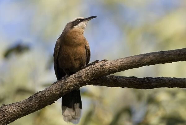 Grey-crowned Babbler Found across northern and eastern Australia in scrublands, open forests, grassy woodlands, outback stations and trees bordering roads and waterways