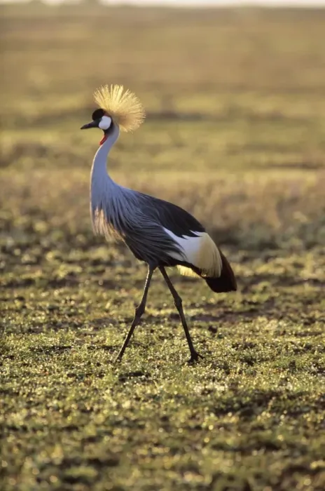 Framed Print : Grey crowned-crane Framed Print : Grey crowned-crane