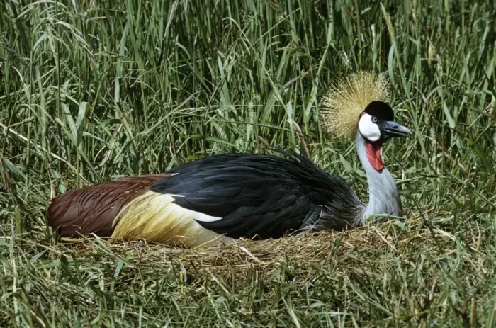 Framed Print : Grey crowned-crane / Crested - incubating Framed Print : Grey crowned-crane / Crested - incubating
