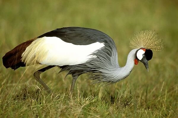 Grey-crowned Crane - hunting - Masai Mara National Reserve - Kenya JFL10133
