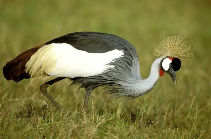 Framed Print : Grey-crowned Crane - hunting - Masai Mara National Reserve - Kenya JFL10133