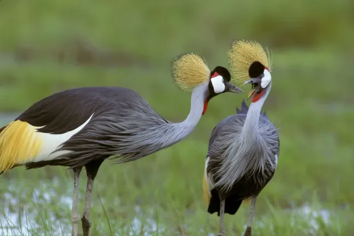 Framed Print : Grey-crowned Crane - pair - Amboseli National Park - Kenya JFL16875 Framed Print : Grey-crowned Crane - pair - Amboseli National Park - Kenya JFL16875